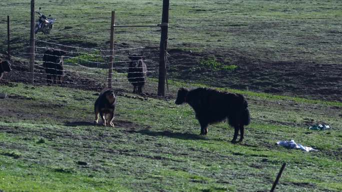 草原牧场牦牛与藏獒