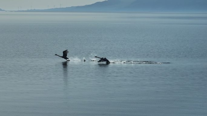 新疆赛里木湖悠闲自在飞翔的天鹅