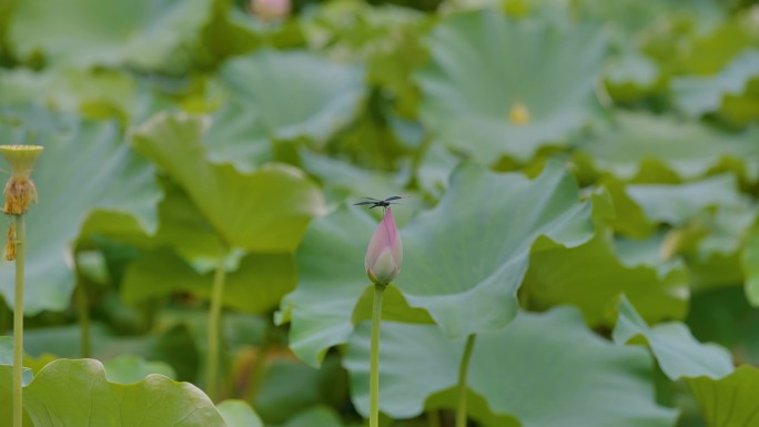 蜻蜓立再荷花上头