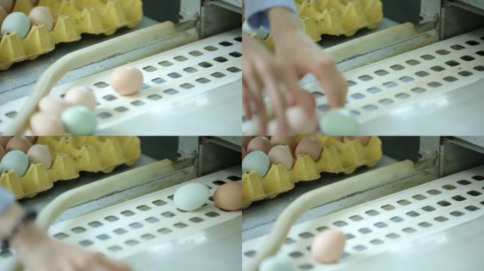芦花鸡蛋