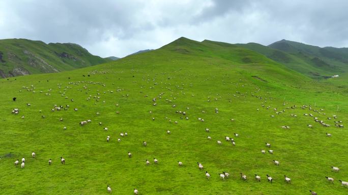 草原 羊群 4K 航拍