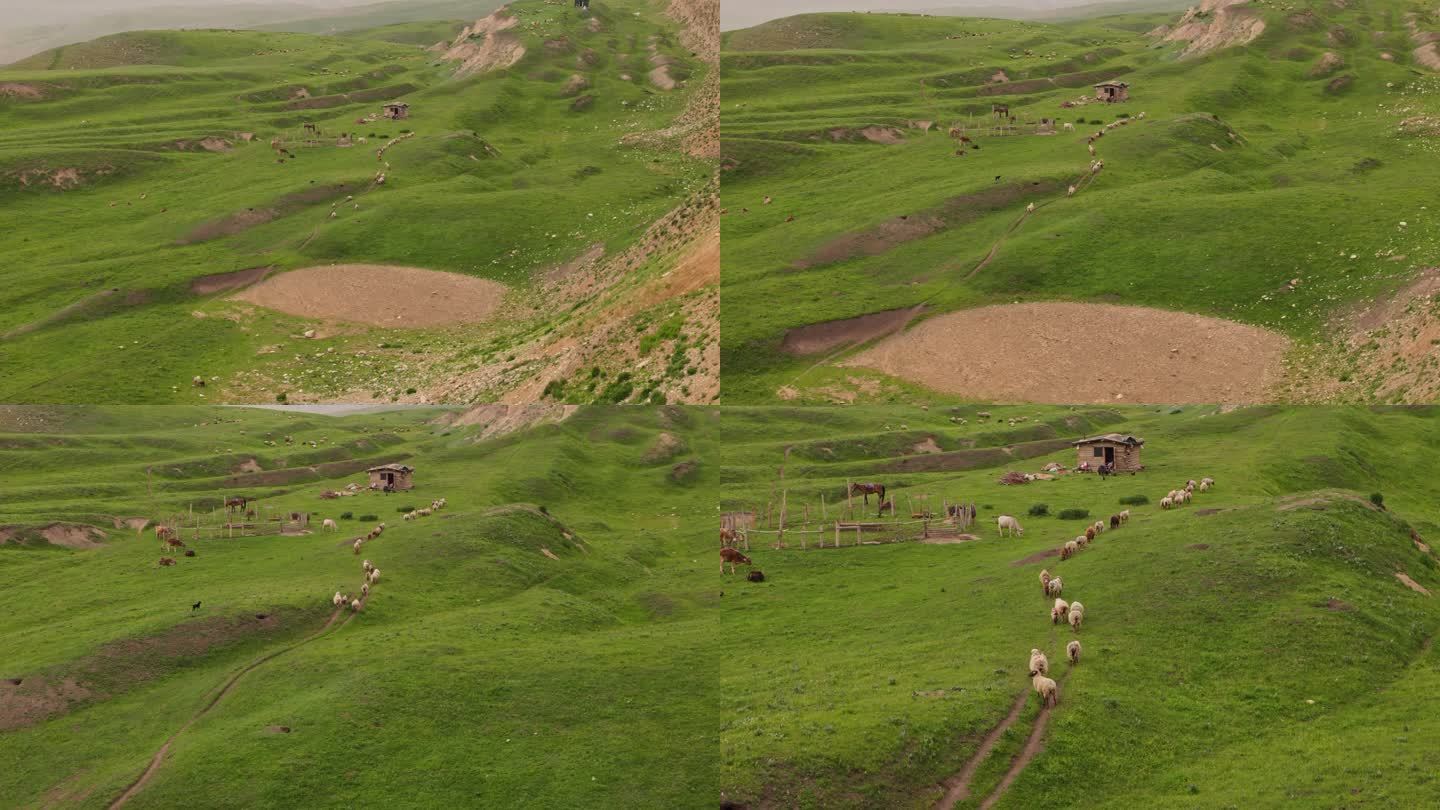 新疆伊犁琼库什台草原森林中的羊群马群