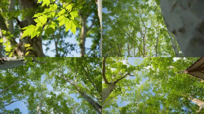 4k初秋唯美树林森林树叶绿植意境夏日空镜