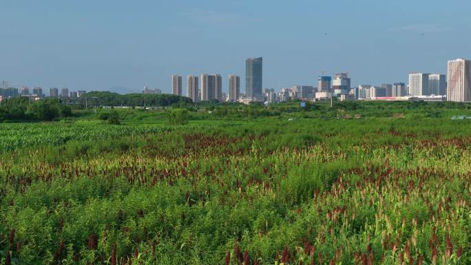 浙江诸暨高湖大面积高粱红了城市建筑航拍