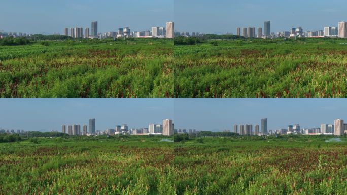 浙江诸暨高湖大面积高粱红了城市建筑航拍