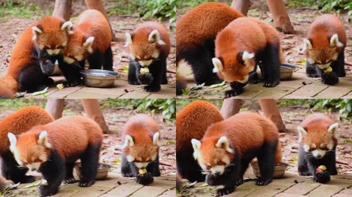 四川成都大熊猫基地里休息吃饭的可爱小熊猫