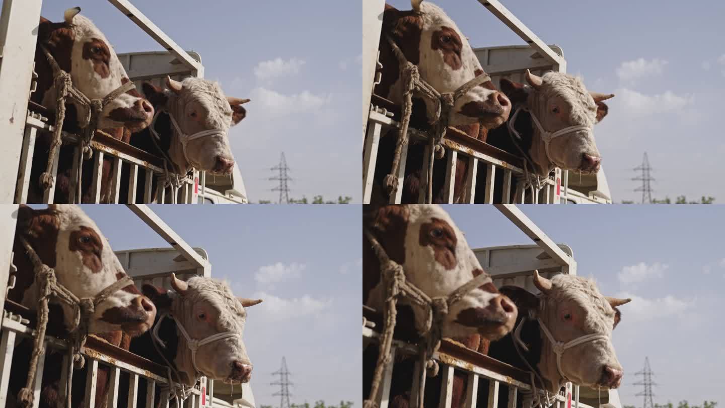 新疆喀什牛羊大巴扎牛羊交易市场