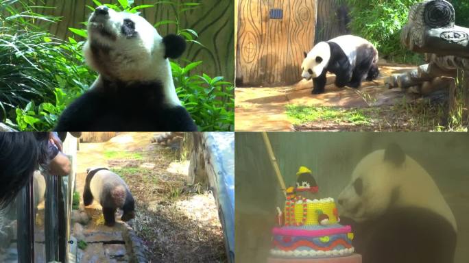 【4K】动物园熊猫视频素材