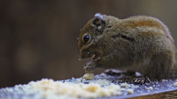梅里雪山下野生动物可爱的松鼠吃东西