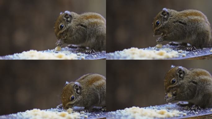 梅里雪山下野生动物可爱的松鼠吃东西