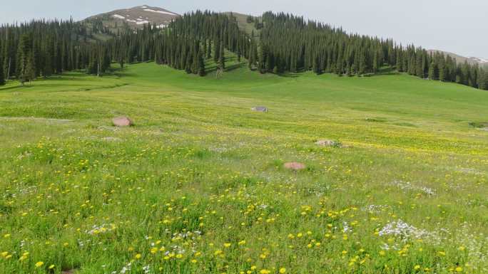 新疆伊犁那拉提草原空中草原漫山遍野的鲜花