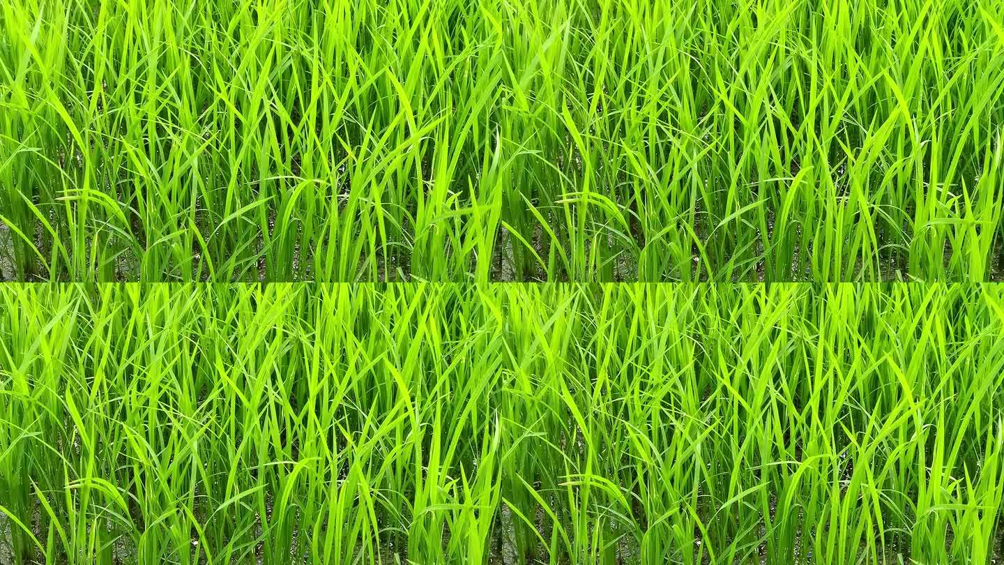 实拍水稻秧苗