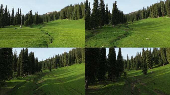 新疆伊犁那拉提空中草原漫山遍野的鲜花森林