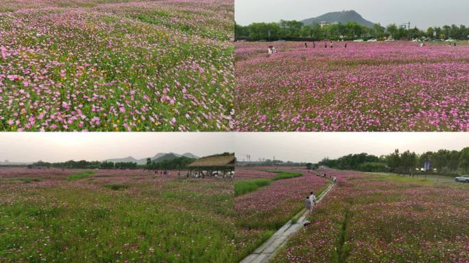 湘湖花海