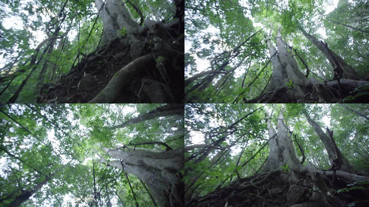 W云南普洱蜿蜒曲折的树木仰角拍摄特写03