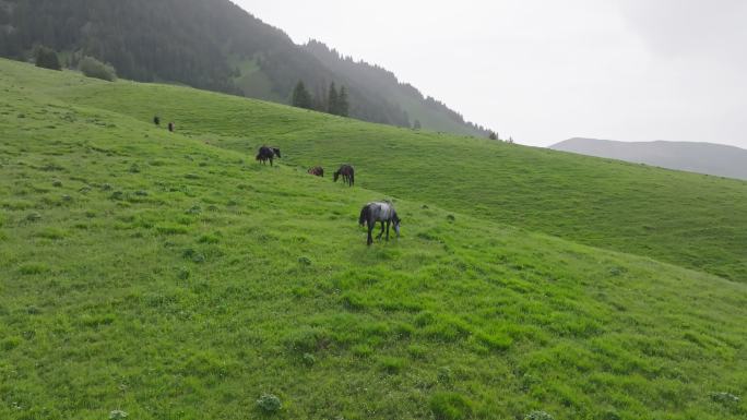 新疆伊犁琼库什台草原森林中的白马群马群