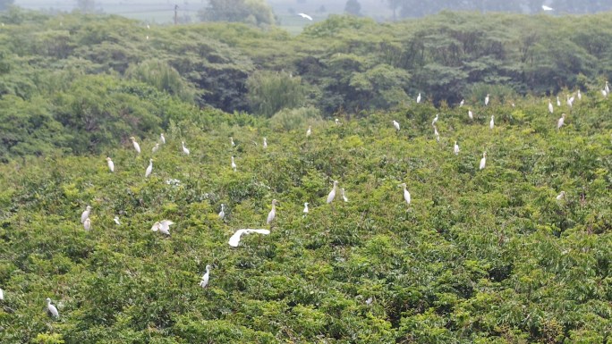 生态湿地-白鹭群-飞起