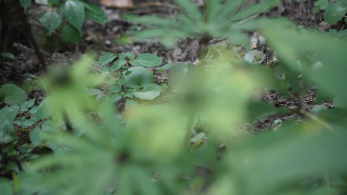 七叶一枝花