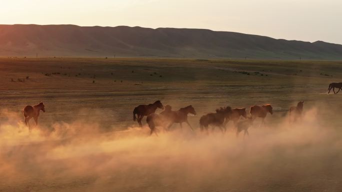 新疆伊犁昭苏草原上在夕阳下奔跑的马群