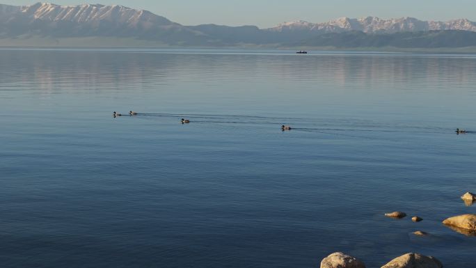 新疆赛里木湖悠闲自在的野鸭