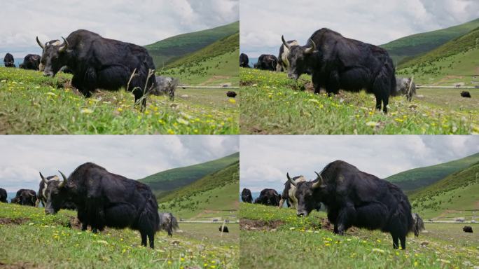川西牦牛吃草实拍视频