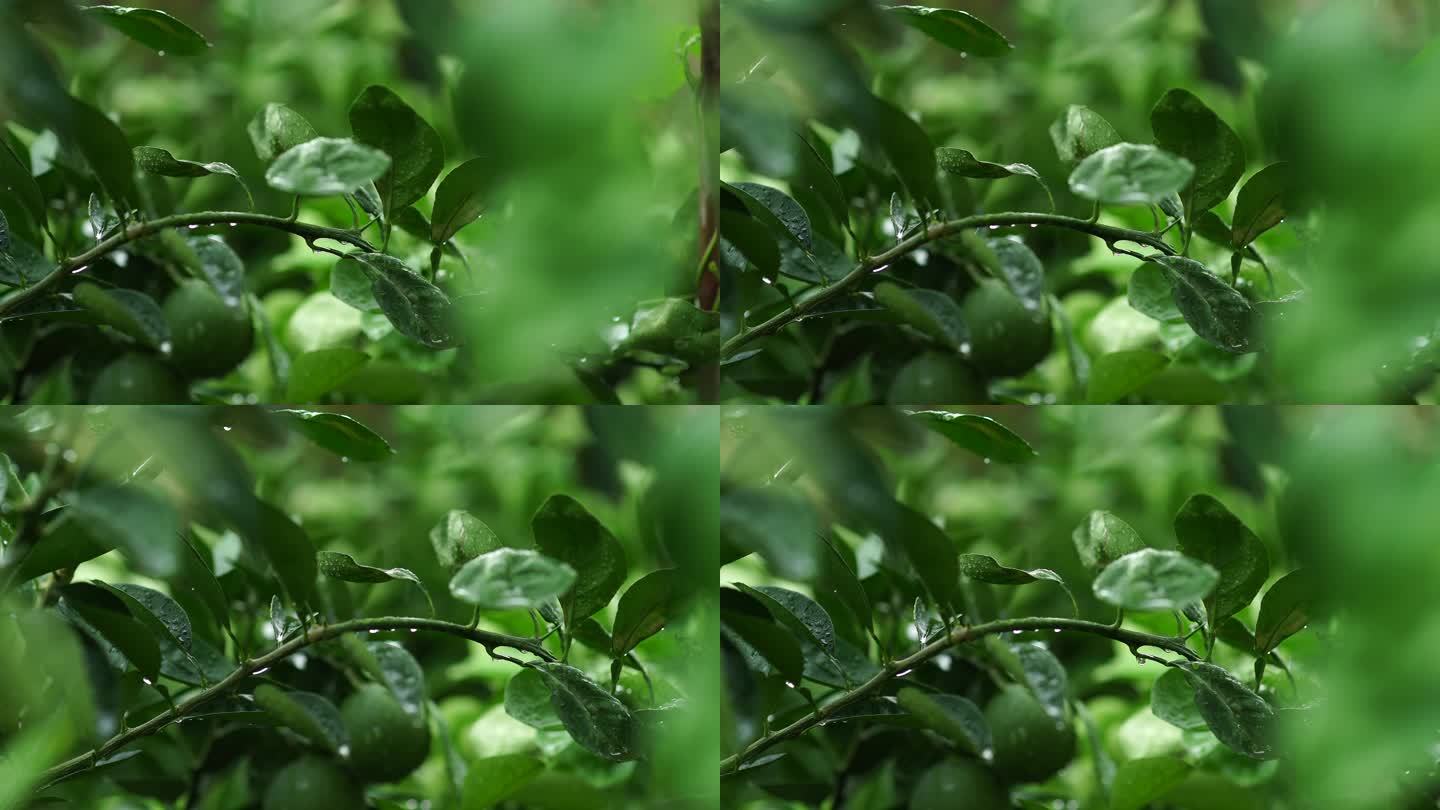 4K原素材绿色橘子下雨天雨绿植物橘子叶子