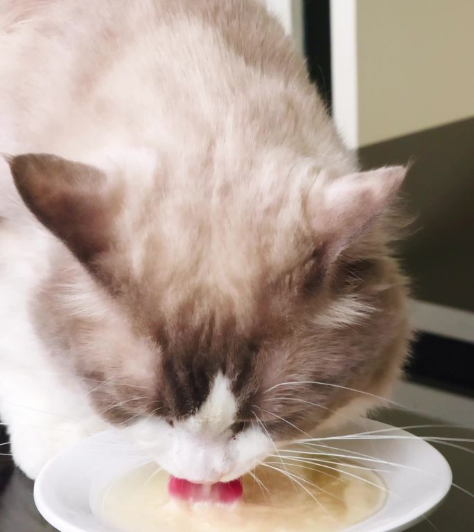 宠物布偶猫在桌上吃补水罐头肉汤4k视频