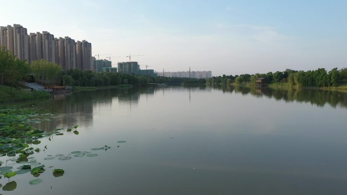 颍上 荷花生态 湖面 绿色 生态 城市