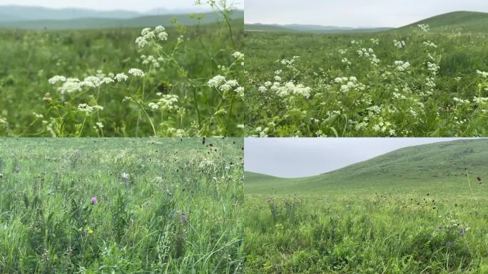 内蒙古西乌珠穆沁旗瞭望山草原花朵