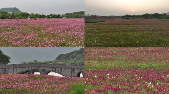 湘湖花海