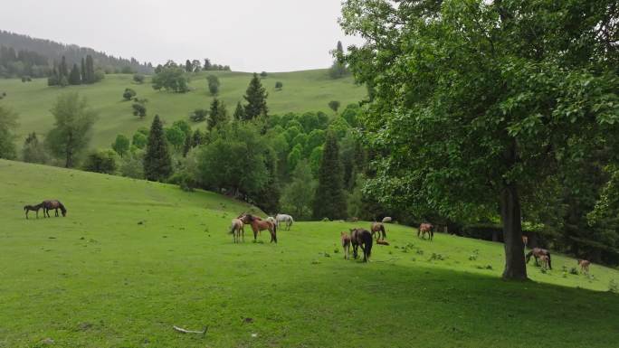 新疆伊犁那拉提草原上森林下悠闲的马群