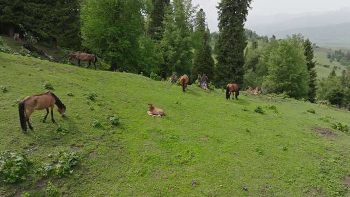 新疆伊犁那拉提草原上森林下悠闲的马群