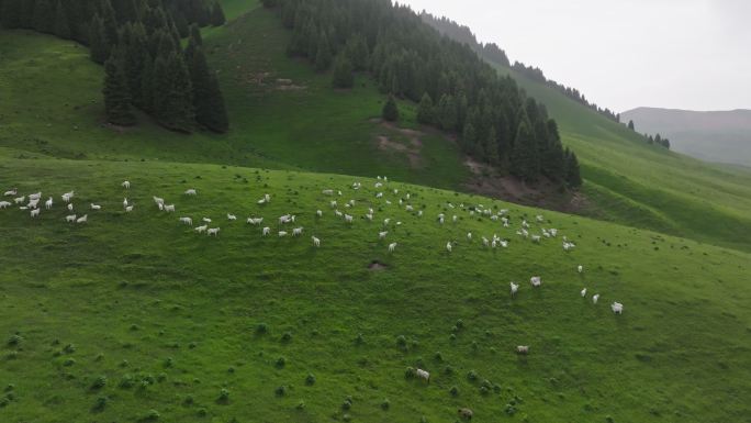新疆伊犁琼库什台草原森林中的白羊群马群