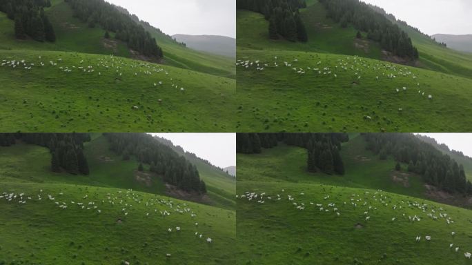 新疆伊犁琼库什台草原森林中的白羊群马群