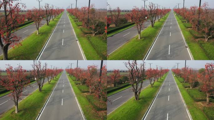 中满柿子树的道路-柿子大道