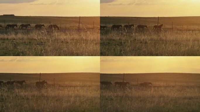 新疆伊犁昭苏草原上在夕阳下奔跑的马群