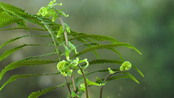 蕨类植物生长延时4k60帧