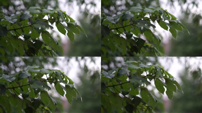 4K原素材下雨天雨后节气绿色户外树叶植物