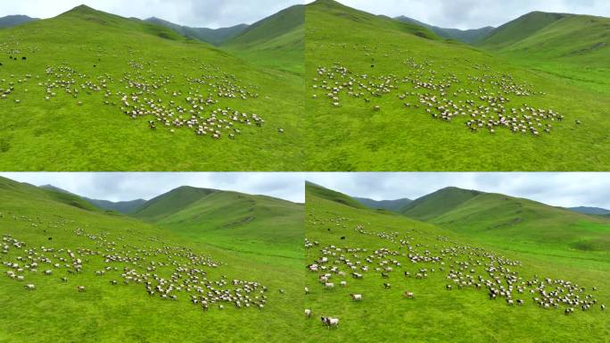 草原 羊群 4K 航拍