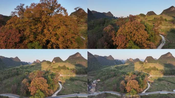 贵州茂兰原始森林彩林植被4K