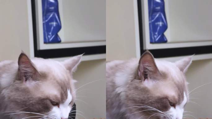 宠物布偶猫吃猫粮4k视频