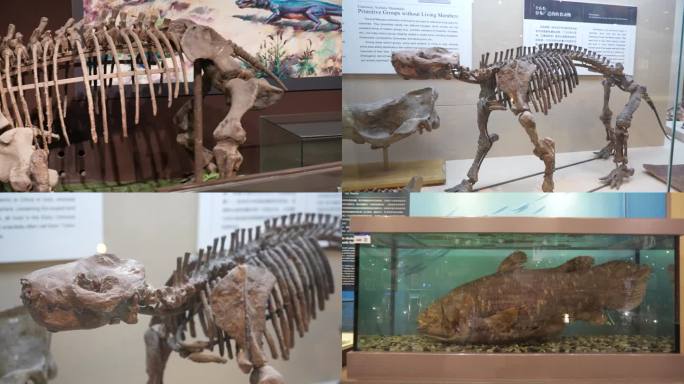 哺乳动物祖先化石-SC0079