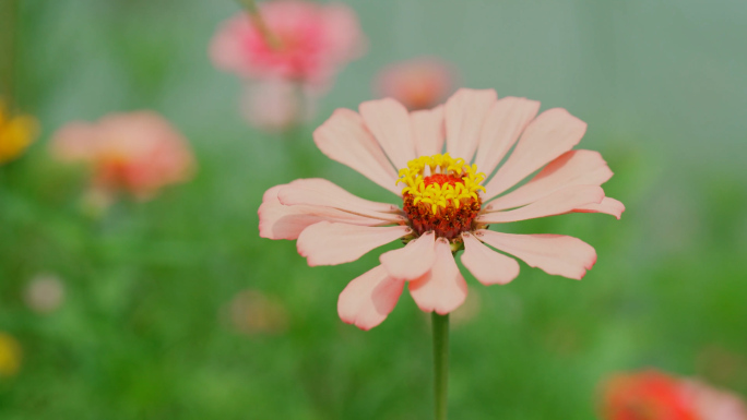 花丛鲜花空镜