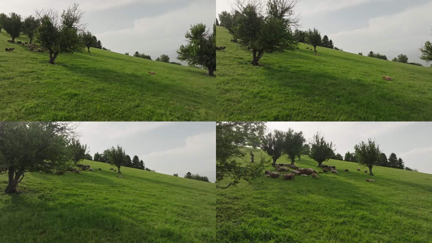 新疆伊犁那拉提草原树下的羊群马群