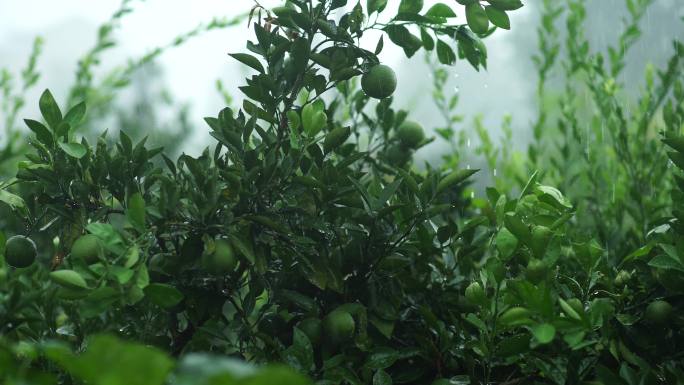 4K原素材绿色橘子下雨天雨水节气绿植物
