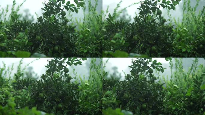 4K原素材绿色橘子下雨天雨水节气绿植物