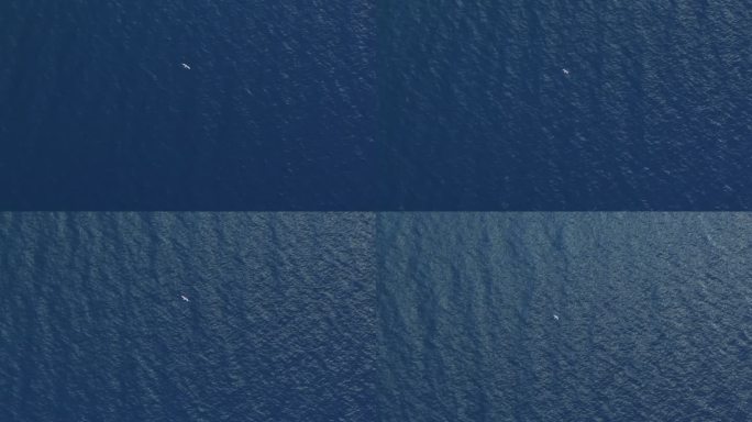 新疆赛里木湖悠闲自在飞翔的海鸥