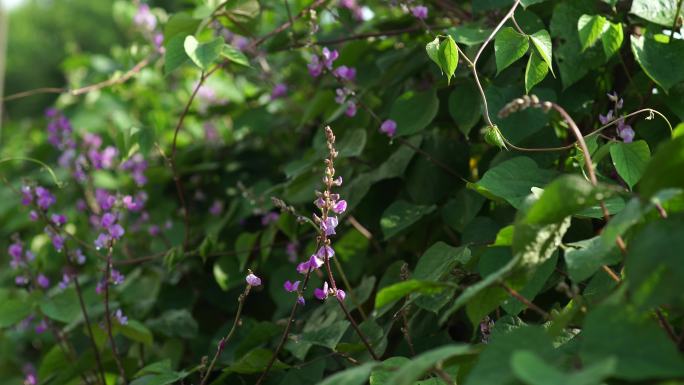 4K风吹阳光绿植墙大自然生态雨后植物墙