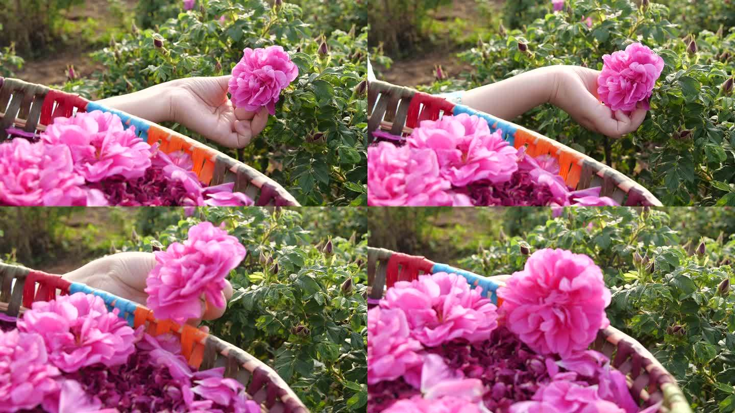 花田里采摘新鲜盛开的玫瑰花