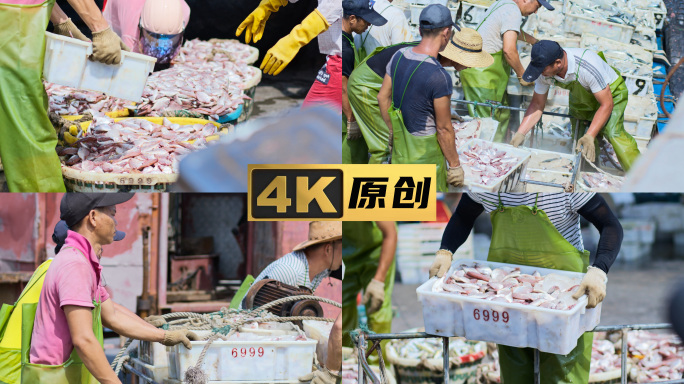 渔港渔民丰收收获渔村海鲜市场泉州晋江石狮